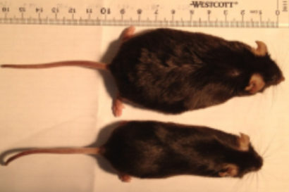 Mice691 410x273