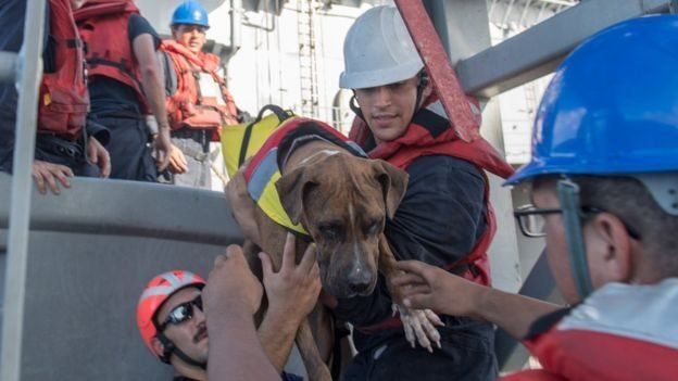 Rescatistas con uno de los perros